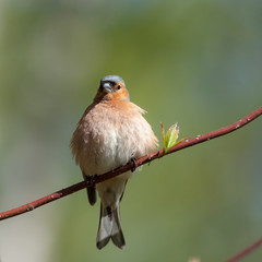 portrait of chaffinch
