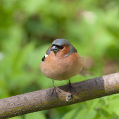 chaffinch close up