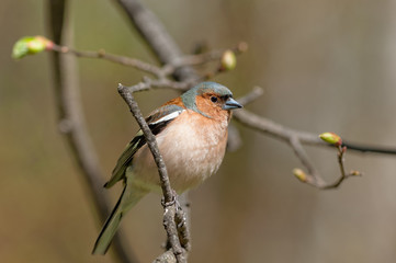 chaffinch in spring