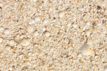 shell