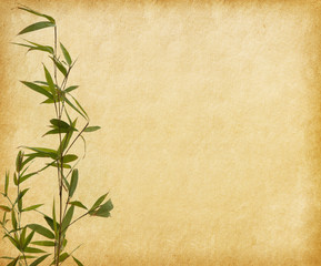 young branches of a bamboo  on old paper background.