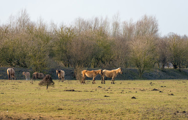 Konik horses in nature in spring