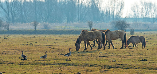 Konik horses in nature in spring © Naj