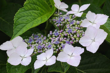 水滴_白のガクアジサイ