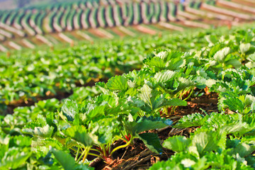 Strawberry garden