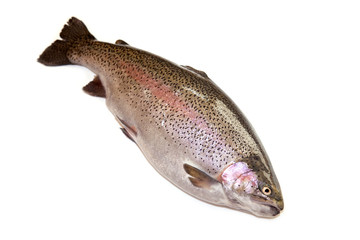 Rainbow trout  on a white studio background.