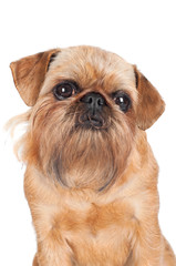 brussels griffon dog portrait