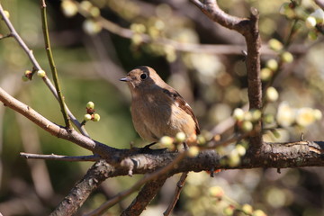 ジョウビタキの雌