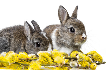 two little rabbits and spring branch