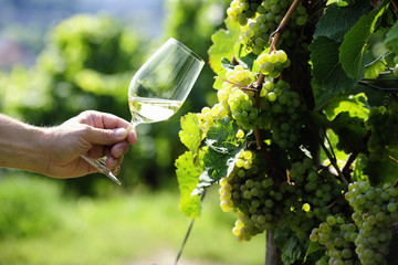 Glass of white Wine (Riesling) and riesling grapes - obrazy, fototapety, plakaty