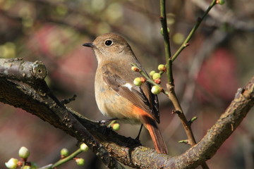 ジョウビタキの雌と梅の蕾