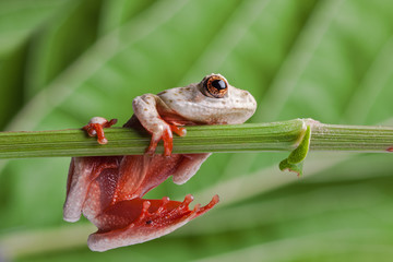 frog perched