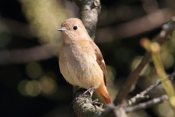 ジョウビタキの雌