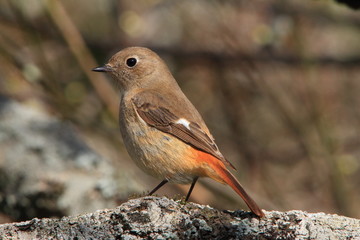 ジョウビタキの雌