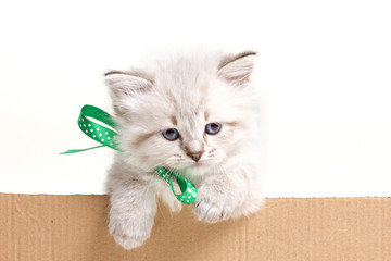 little kitten look out from box