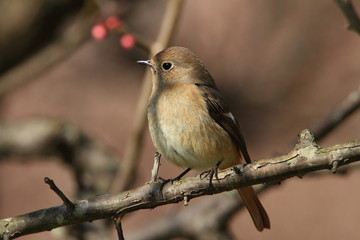 ジョウビタキの雌