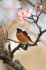 ジョウビタキの雄と梅の花