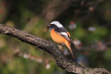 ジョウビタキの雄