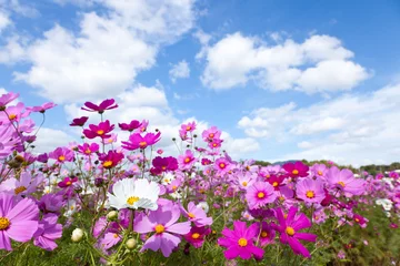 Store enrouleur Fleurs Cosmos flower and the sky