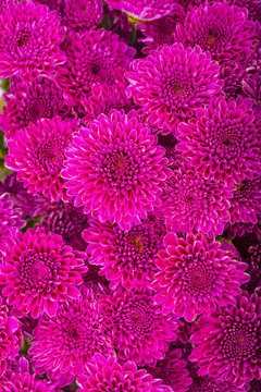 Chrysanthemum