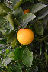 Orange sur un oranger