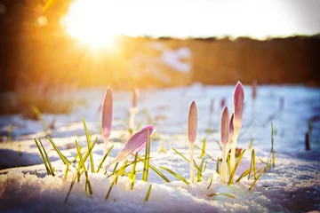 Fototapeten Krokusse im Schnee unter abendlichem Frühlingslicht © TIMDAVIDCOLLECTION