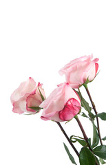 Obraz premium Rosen
