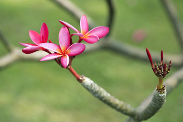 Frangipani Flowers