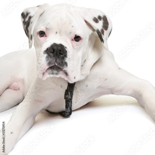 "Junger Hund (Boxer) schaut in Kamera" Stock photo and royaltyfree