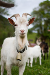 Fototapeta premium Weisse Ziege