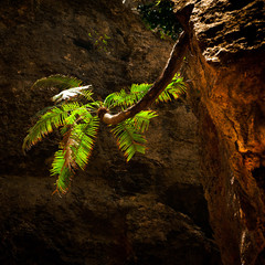 Palm tree growing on vertical wall inside cave