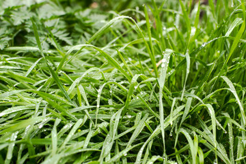 Green grass