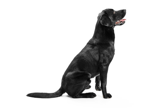 Black Labrador