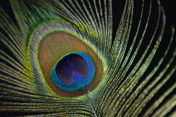 Peacock feather