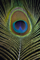 Obraz premium Peacock feather