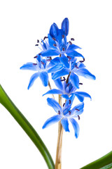 Obraz premium Siberian squill