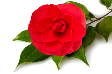 Camellia flower