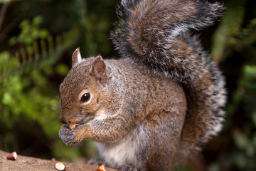 Nibbling Squirrel