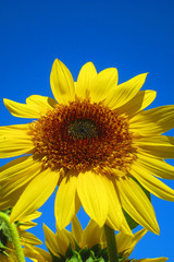 Sunflower and Blue Sky