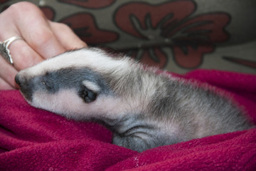 An orphaned badger (Meles meles) baby © belizar