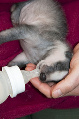 Nursing an orphaned badger (Meles meles) baby © belizar