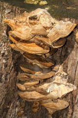 funghi sulla corteccia di un albero morto