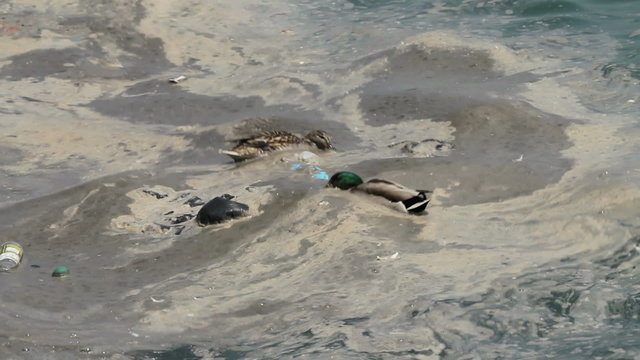 Ducks in polluted water