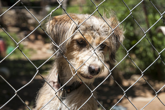 Mischlingshund hinter einem Zaun