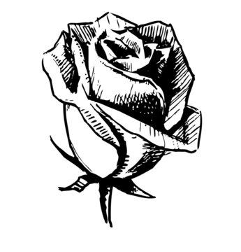 Rose bud sketch illustration