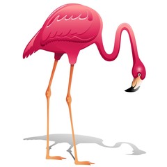 Fototapeta premium Pink Flamingo-Fenicottero Rosa-Vector