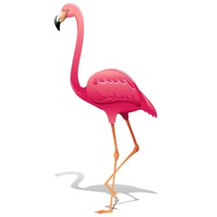 Fototapeta premium Pink Flamingo-Fenicottero Rosa-Vector