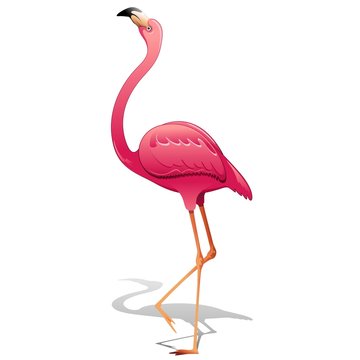 Pink Flamingo-Fenicottero Rosa-Vector