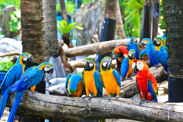 Colorful macaw © Photo Gallery