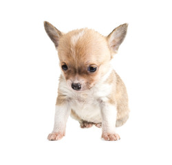 Obraz premium Chihuahua